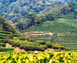 Xishuangbanna, China