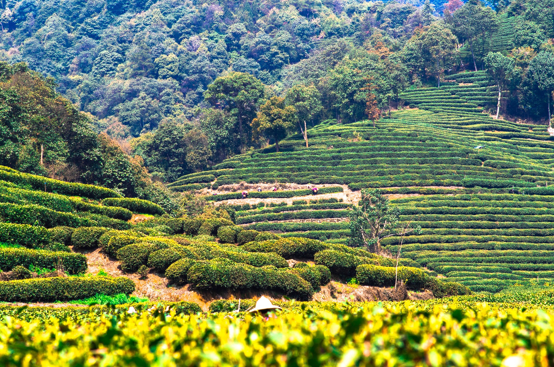 Xishuangbanna, China